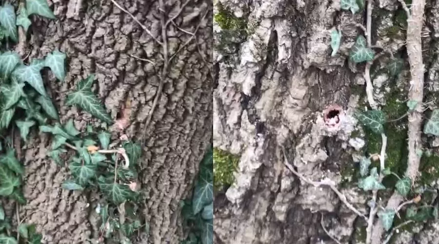 Следы сверления на деревьях вдоль улицы Приозерной в Мысхако &copy;&nbsp;Скриншот публикации в телеграм-канале &laquo;Супер новости Новороссийска&raquo;, T.me/novosti_novoross