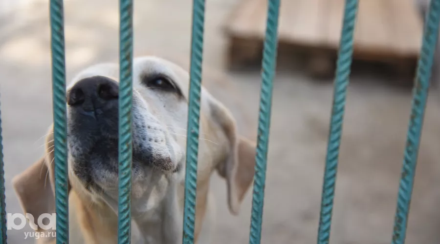 В кинологической службе Краснодара родилось 32 щенка &copy;&nbsp;Елена Синеок, ЮГА.ру