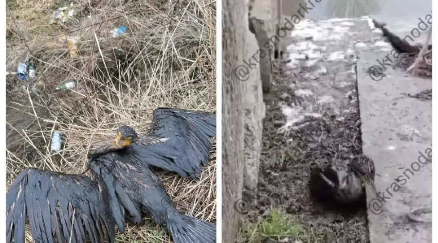  &copy;&nbsp;Скриншот из телеграм-канала &laquo;Краснодар и край&raquo; https://t.me/krasnodarkray1/50889