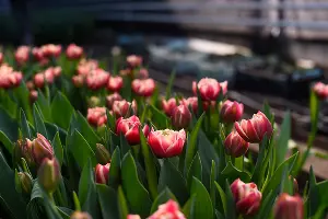 Тюльпаны &copy;&nbsp;Фото Елены Синеок, Юга.ру