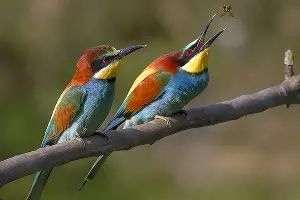 Щурка &copy;&nbsp;Фото с сайта commons.wikimedia.org