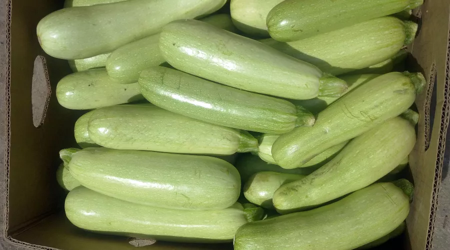 Кабачки &copy;&nbsp;Kursktv.ru