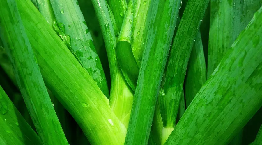 зеленый лук &copy;&nbsp;Изображение сгенерировано нейросетью Gigachat