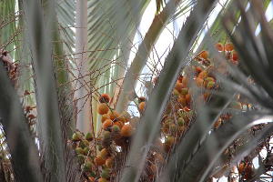 Бутия головчатая, или «желейная» пальма © Фото пресс-службы Сочинского нацпарка