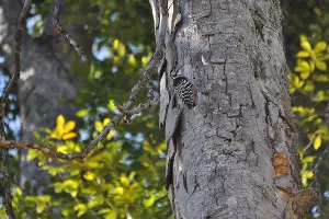 Наблюдение за птицами на «Розе Хутор» &copy;&nbsp;Фото пресс-службы горного курорта &laquo;Роза Хутор&raquo;