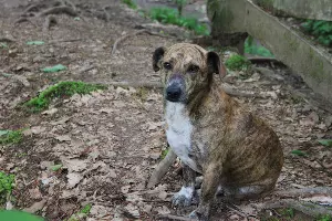 Тисо-самшитовая роща Сочи &copy;&nbsp;Фото Марины Солошко, Юга.ру