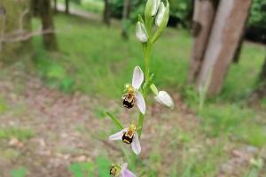 Офрис пчелоносный © Фото пресс-службы Сочинского нацпарка