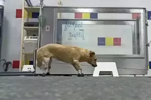  &copy;&nbsp;Скриншот из видео instagram.com/zoo_sos_krd