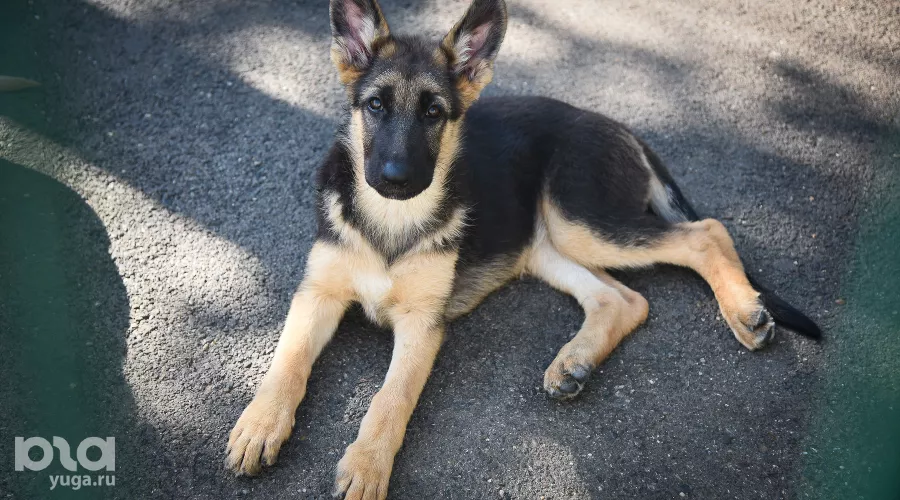  &copy;&nbsp;Елена Синеок, ЮГА.ру