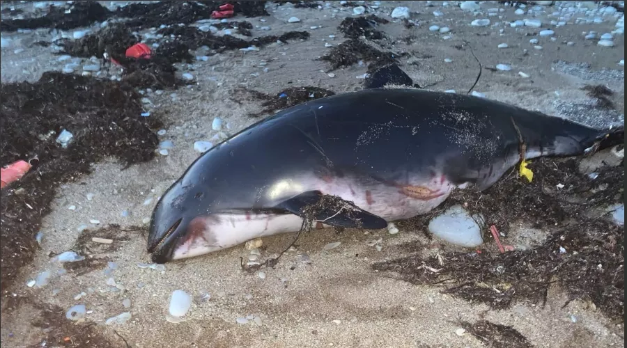  &copy;&nbsp;Скриншот фото из телеграм-канала &laquo;Delfacenter&raquo;