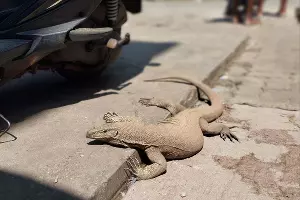 На Шри-Ланке &copy;&nbsp;Фото Иолины Грибковой, Юга.ру