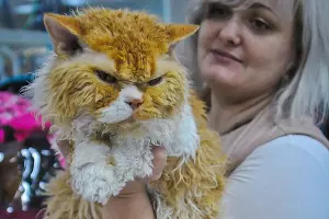 Выставка кошек в Краснодаре &copy;&nbsp;Елена Синеок, ЮГА.ру