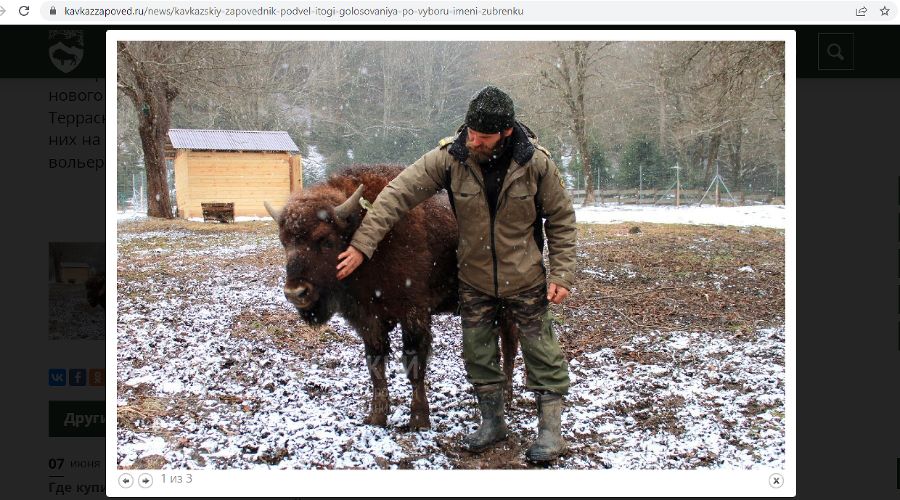 Зубренок Кавказ © Скриншот сайта Кавказского заповедника, kavkazzapoved.ru