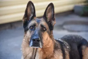  &copy;&nbsp;Фото Елены Синеок, Юга.ру