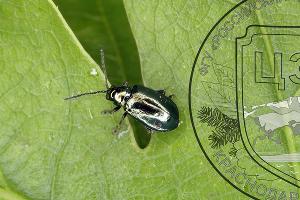 Дубовый блошак © Фото пресс-службы Кавказского биосферного заповедника