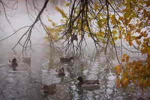 Туман в парке «Солнечный остров» &copy;&nbsp;Фото Елены Синеок, Юга.ру
