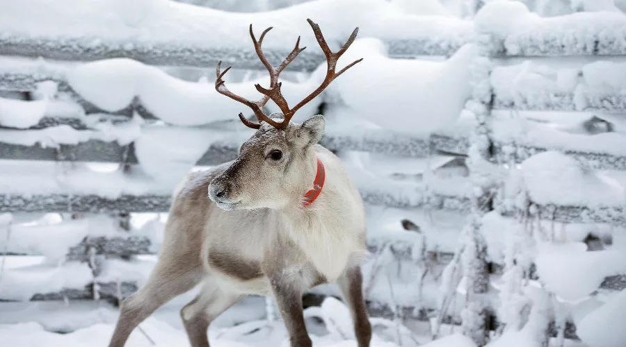 Оленья ферма в Красной Поляне &copy;&nbsp;Фото пресс-службы горно-туристического центра &laquo;Газпром&raquo;