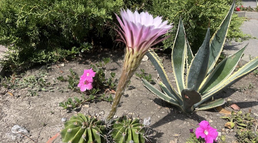  © скриншот фото из телеграм-канала «Жизнь Абрау»