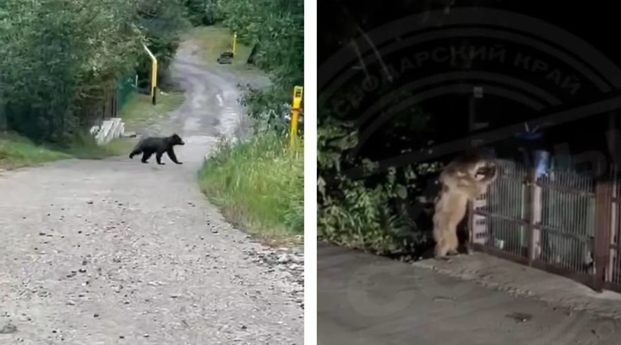  &copy;&nbsp;Коллаж из скриншотов видео из телеграм-каналов &laquo;Типичный Сочи&raquo; и Sochi Today