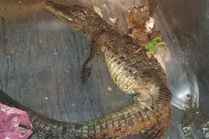  &copy;&nbsp;Фото с сайта www.privetsochi.ru