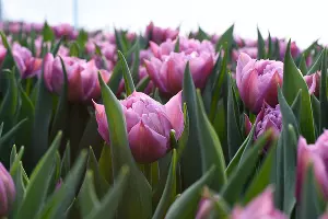 Тюльпаны &copy;&nbsp;Фото Елены Синеок, Юга.ру