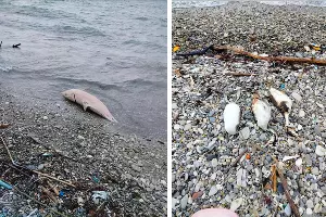  &copy;&nbsp;Коллаж из скриншотов фото из телеграм-канала &laquo;Мой Туапсе&raquo;