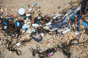  © Фото Славы Замыслова, Гринпис