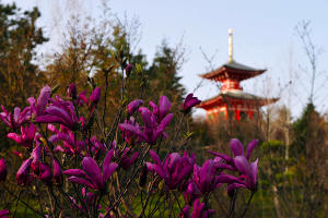 Магнолия в Японском саду парка «Краснодар» © Фото Марины Солошко, Юга.ру