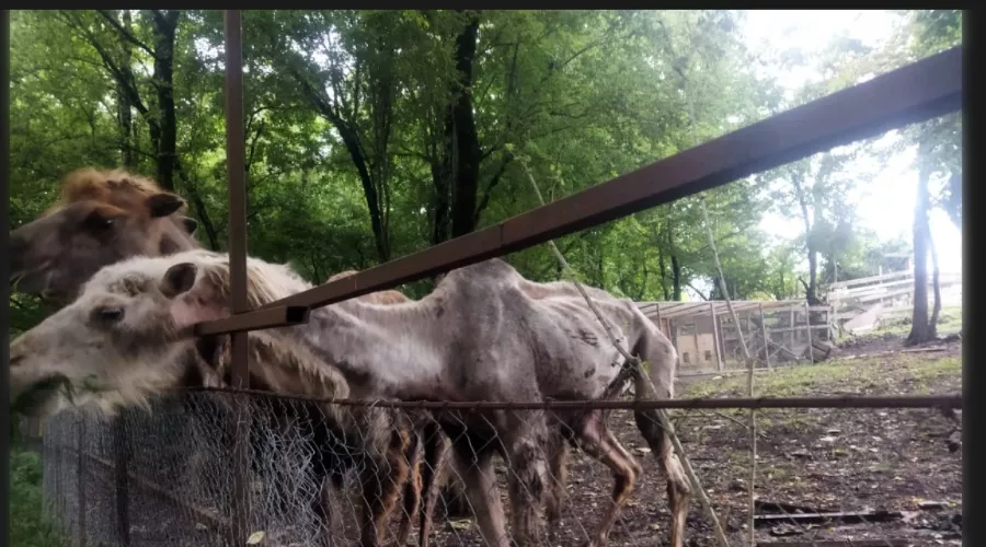 Скриншот с сайта &copy;&nbsp;https://sochi1.ru/