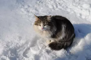 Зима в Краснодаре &copy;&nbsp;Елена Синеок. ЮГА.ру