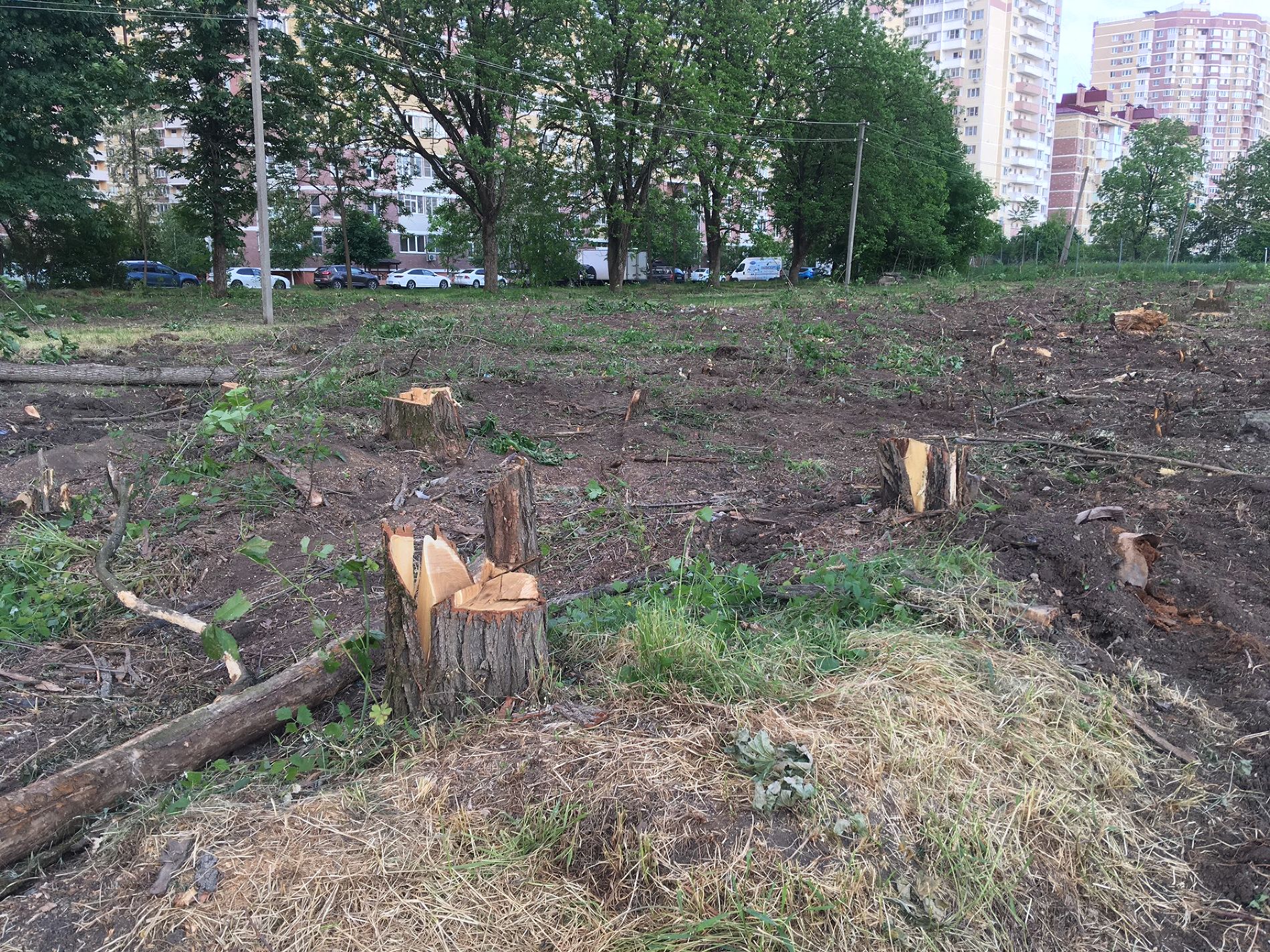 Вырубленные деревья на Николаевском бульваре © Фото Тимура Рыжкова, Юга.ру