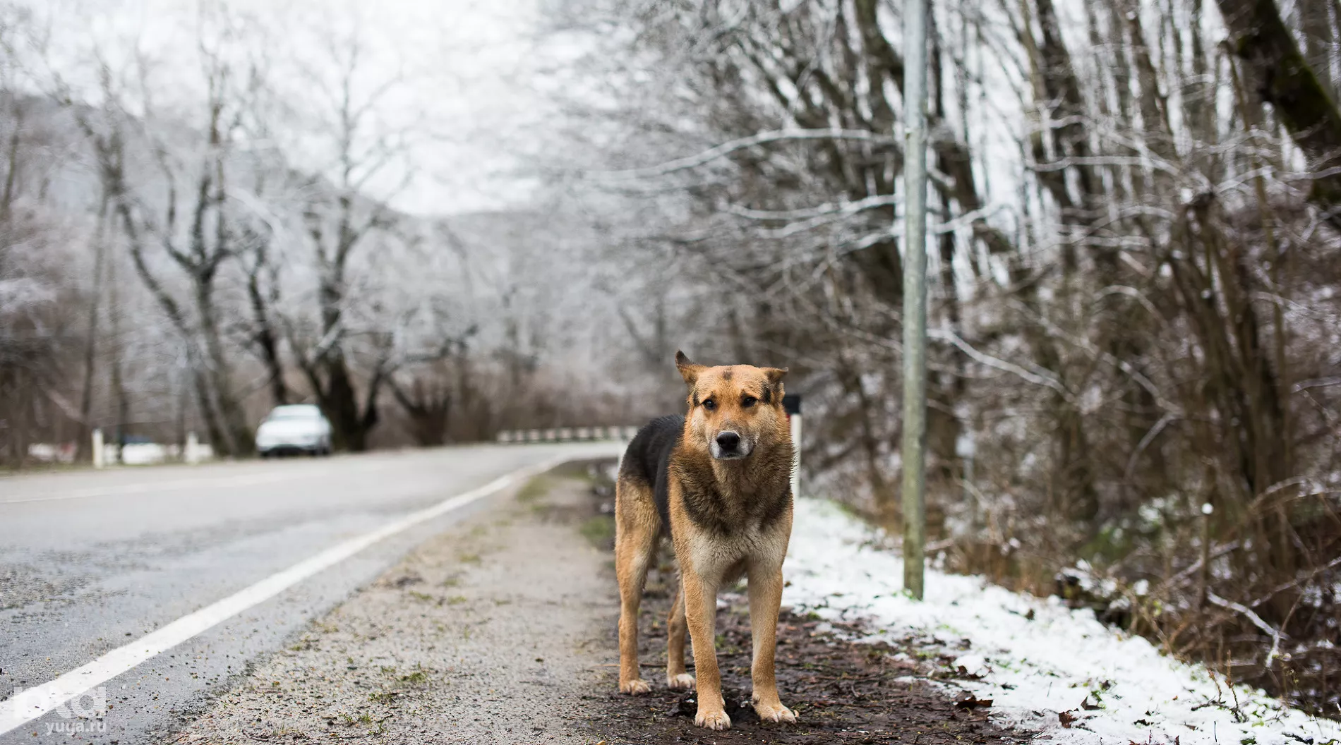 При случае, подкармливайте местных жителей. Они будут очень благодарны &copy;&nbsp;Фото Елены Синеок, Юга.ру