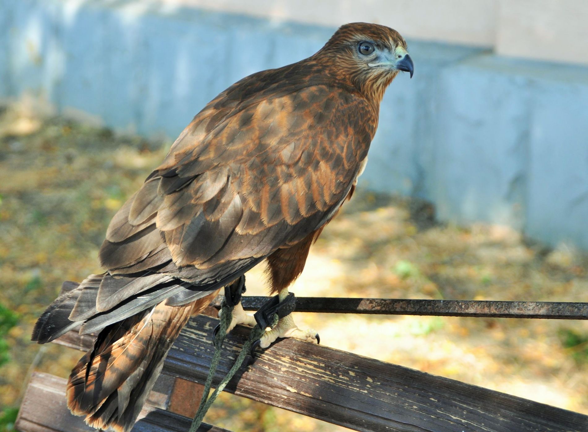 Отобрали краснокнижных птиц