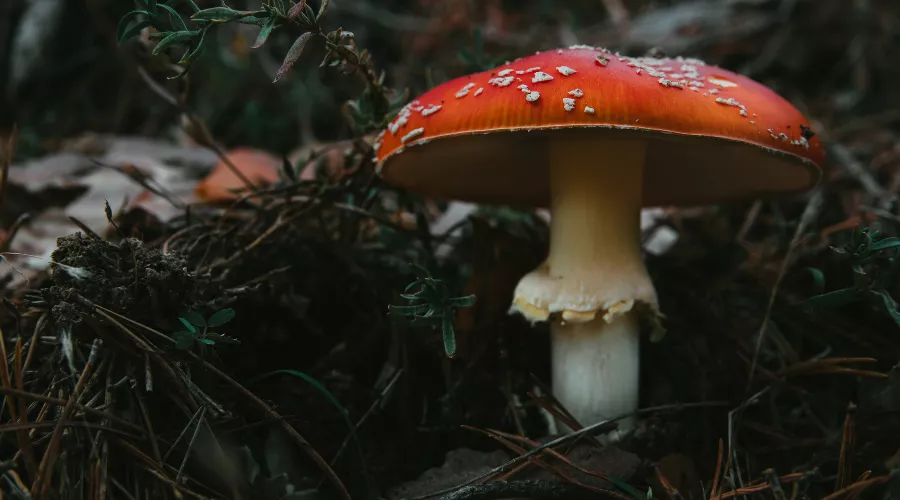 Мухомор &copy;&nbsp;Фото wirestock, Freepik.com