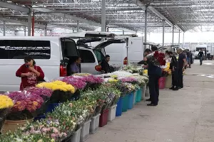 Цветочная ярмарка в Краснодаре &copy;&nbsp;Фото пресс-службы администрации Краснодара