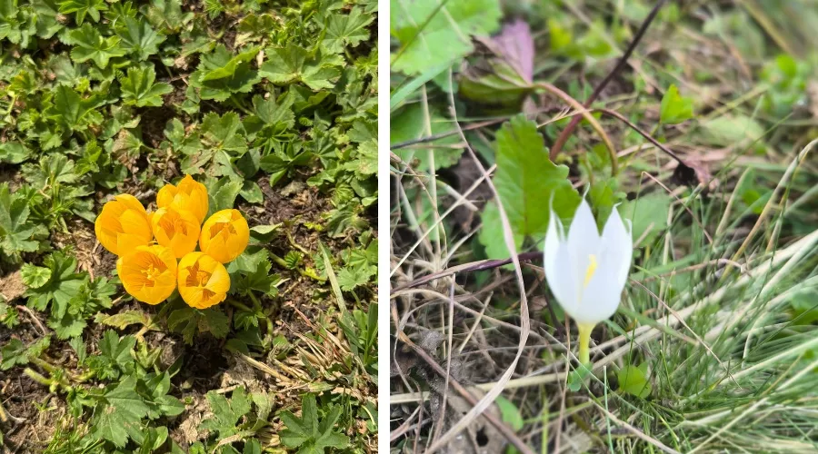  &copy;&nbsp;Фото пресс-службы курорта &laquo;Роза Хутор&raquo;