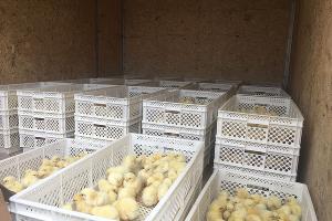  © Фото пресс-службы министерства сельского хозяйства Ставропольского края