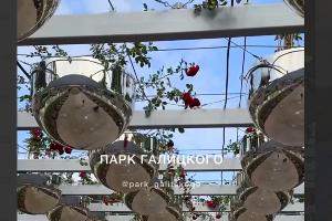  &copy;&nbsp;Скриншот из телеграмм-канала &laquo;Парк Галицкого Краснодар&raquo; https://t.me/park_galitskogo/15900