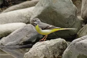 Горная трясогузка &copy;&nbsp;Фото пресс-службы курорта &laquo;Роза Хутор&raquo;