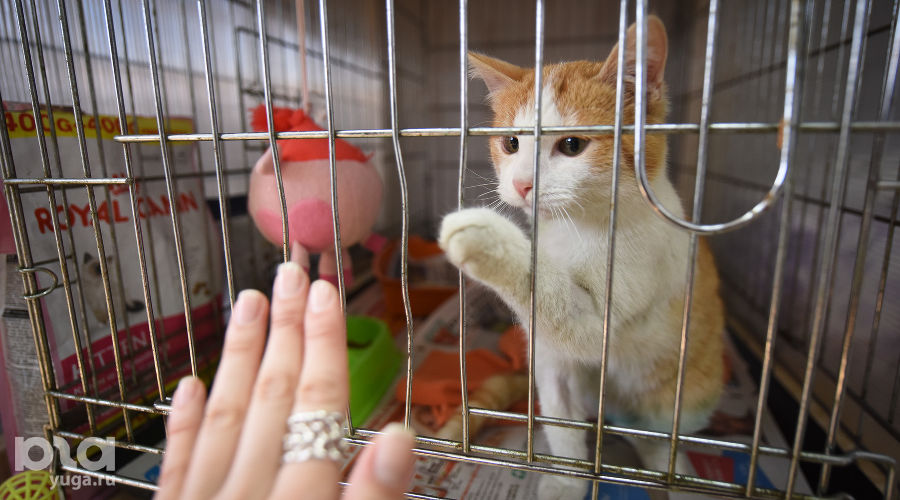 Приют для пострадавших животных «Краснодог» © Фото Елены Синеок, Юга.ру