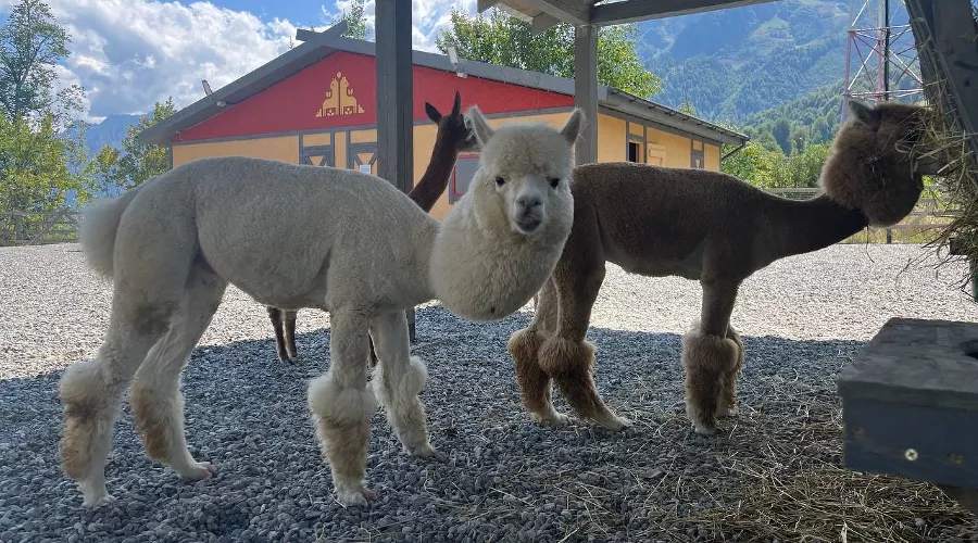  &copy;&nbsp;Фото пресс-службы курорта &laquo;Роза Хутор&raquo;