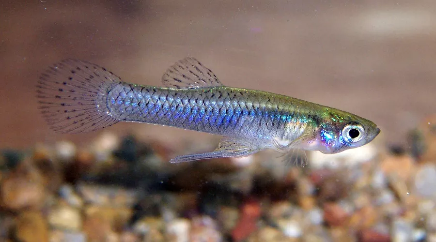  &copy;&nbsp;Фото с сайта aqvium.ru