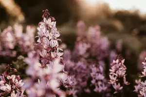 Ясенец кавказский &copy;&nbsp;Фото пользователя Sabine Fischer сайта pexels.com