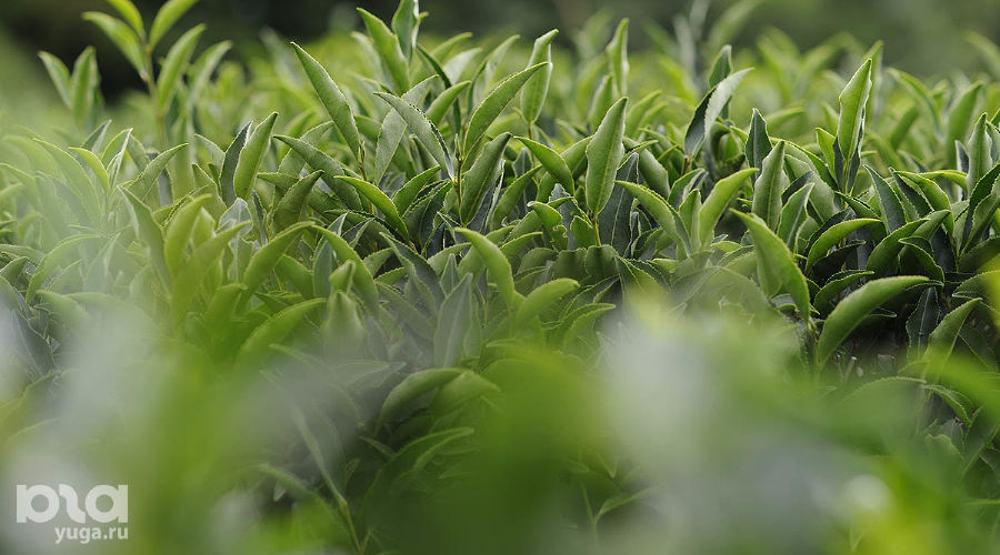 Чайная плантация © Фото Александра Никонова, Юга.ру