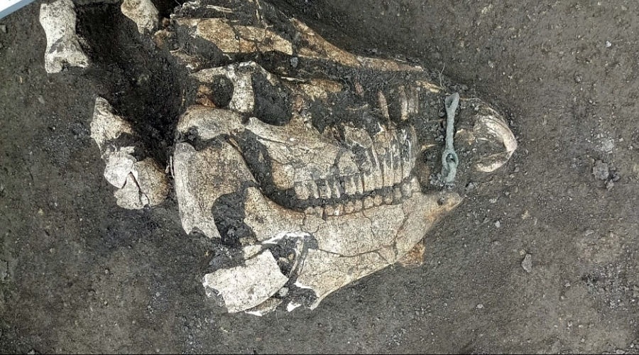Останки, обнаруженные в синдском захоронении железного века под Анапой © Пресс-служба администрации Краснодарского края, Admkrai.krasnodar.ru