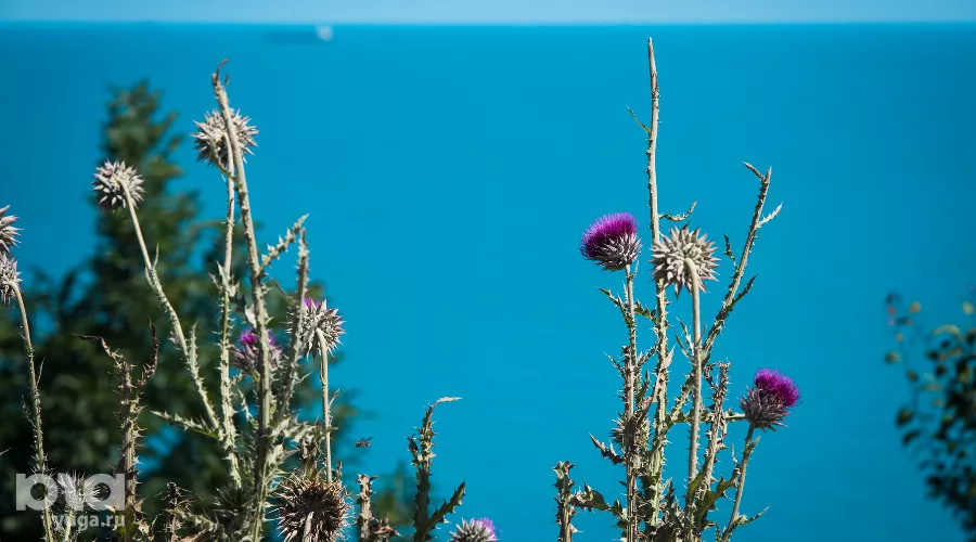  &copy;&nbsp;Фото Елены Синеок, Юга.ру