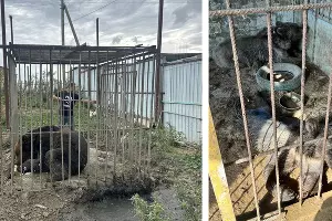  &copy;&nbsp;Скриншоты фото из телеграм-канала Волжской межрегиональной природоохранной прокуратуры