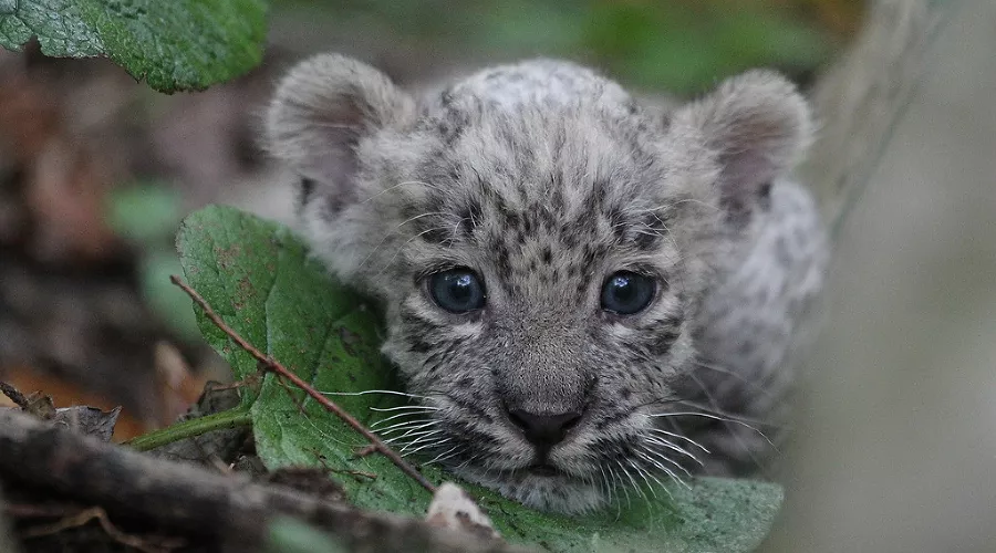  &copy;&nbsp;Фото Умара Семенова, предоставлено пресс-службой курорта &laquo;Роза Хутор&raquo;