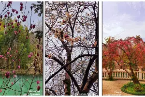  &copy;&nbsp;Скриншот из телеграм-канала дендропарка &laquo;Южные культуры&raquo; https://t.me/park_uzk/1372