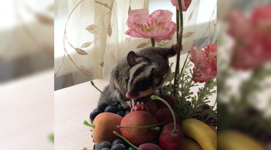 Сахарный поссум  © Фото с сайта youla.io/krasnodar